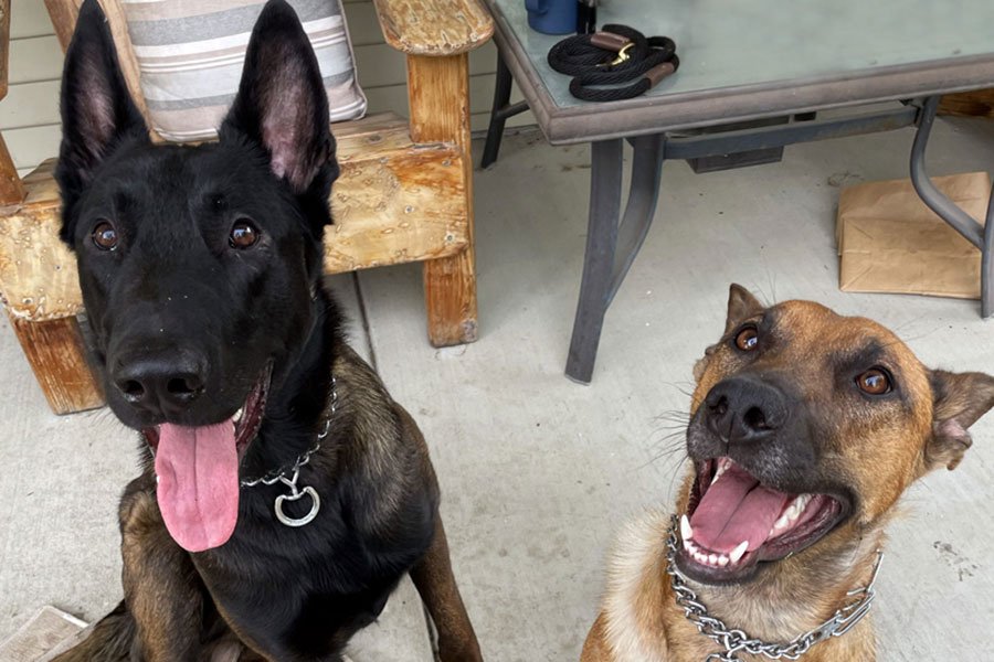 Boutique Dog Boarding in Austin