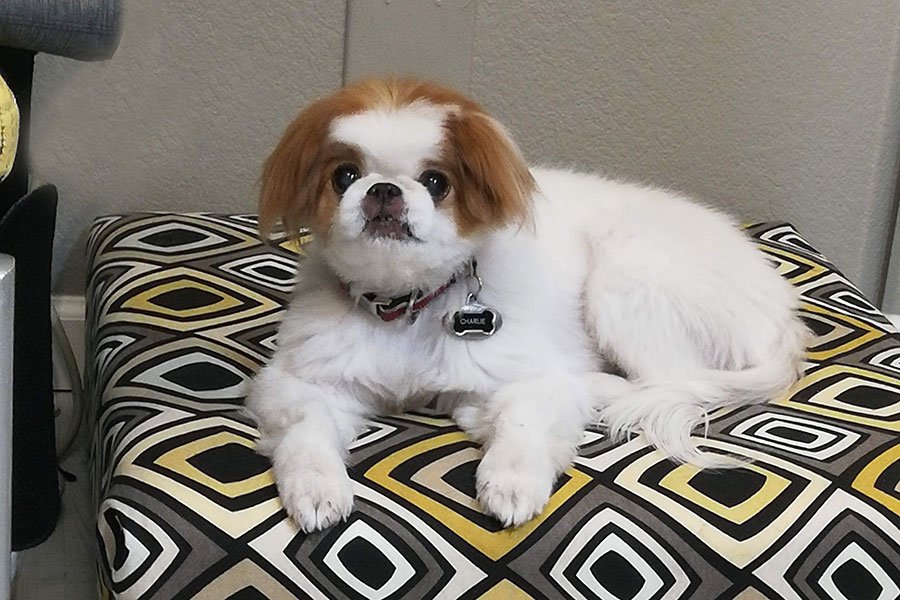 Boutique Dog Boarding in Austin