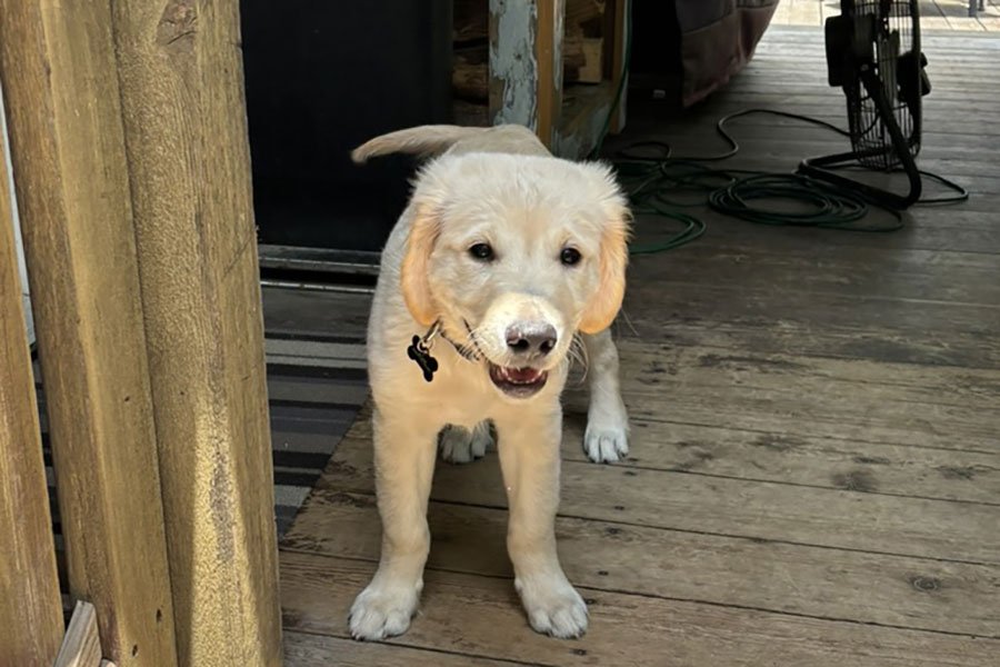 Boutique Dog Boarding in Austin