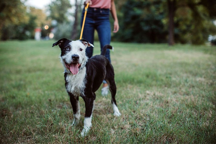 Boutique Dog Boarding in Austin