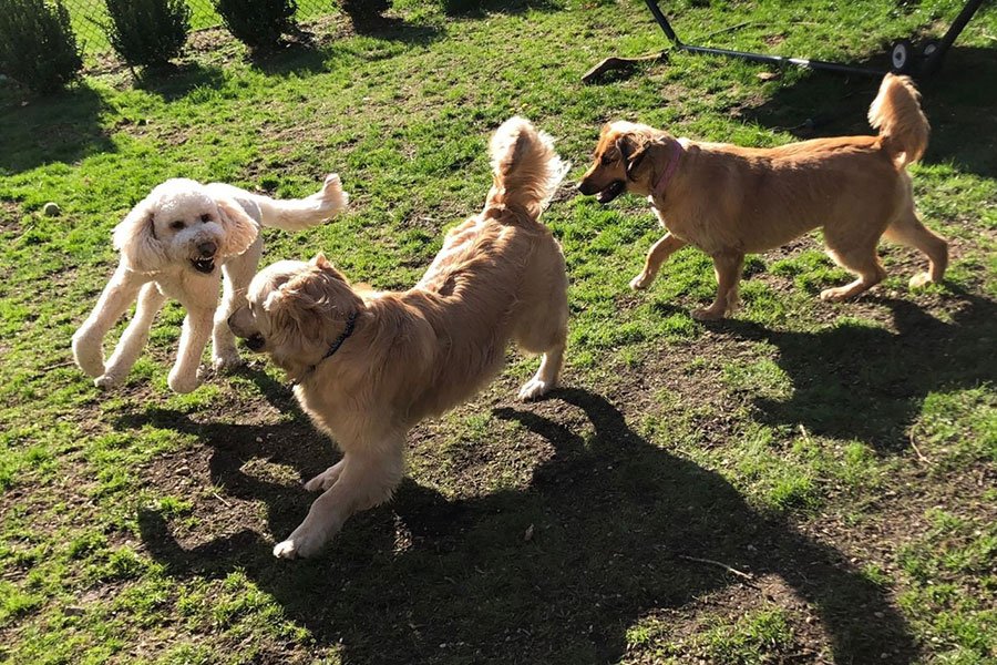 Boutique Dog Boarding in Austin