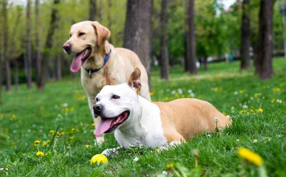 training a bird dog to retrieve