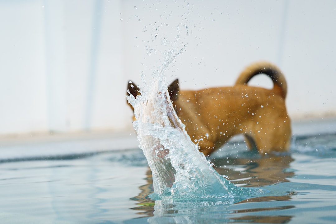 round rock dog boarding