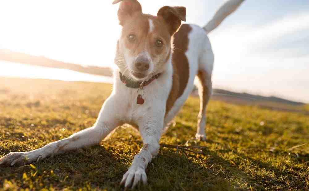 happy dog running through sun-drenched Texas ranch field