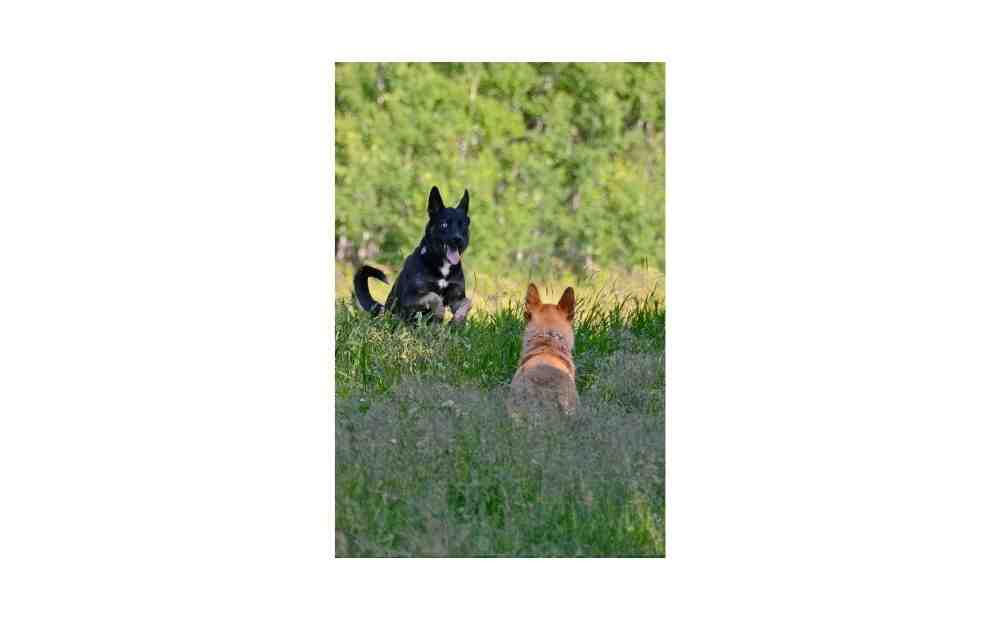 happy dog running through wide open grassy field - dog paws daycare