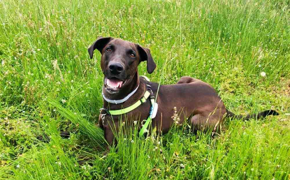 happy dog running on a spacious grassy ranch field