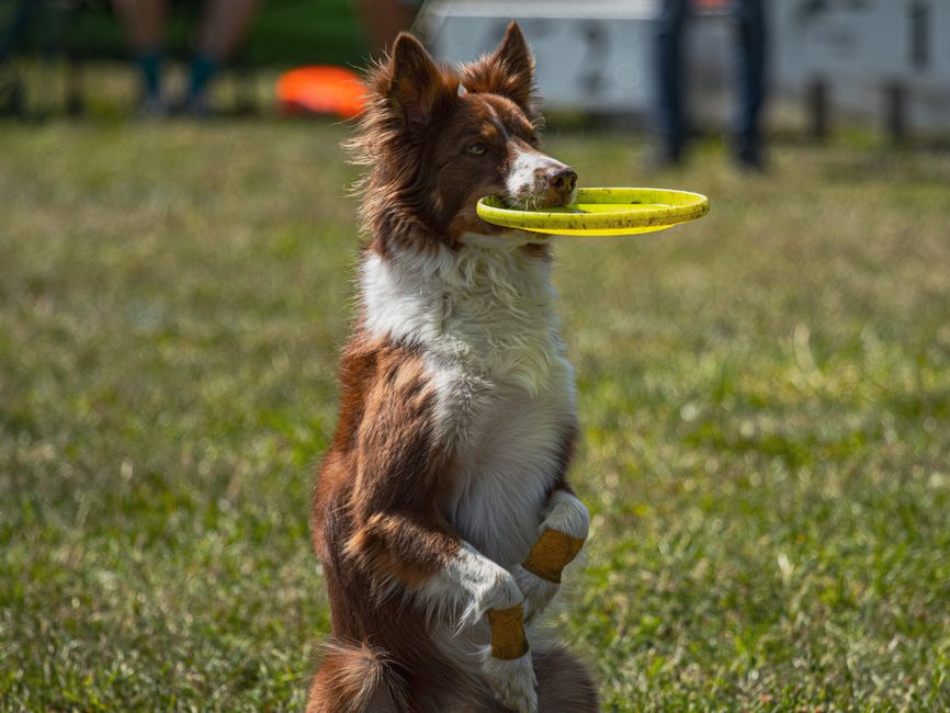 border collie tricks