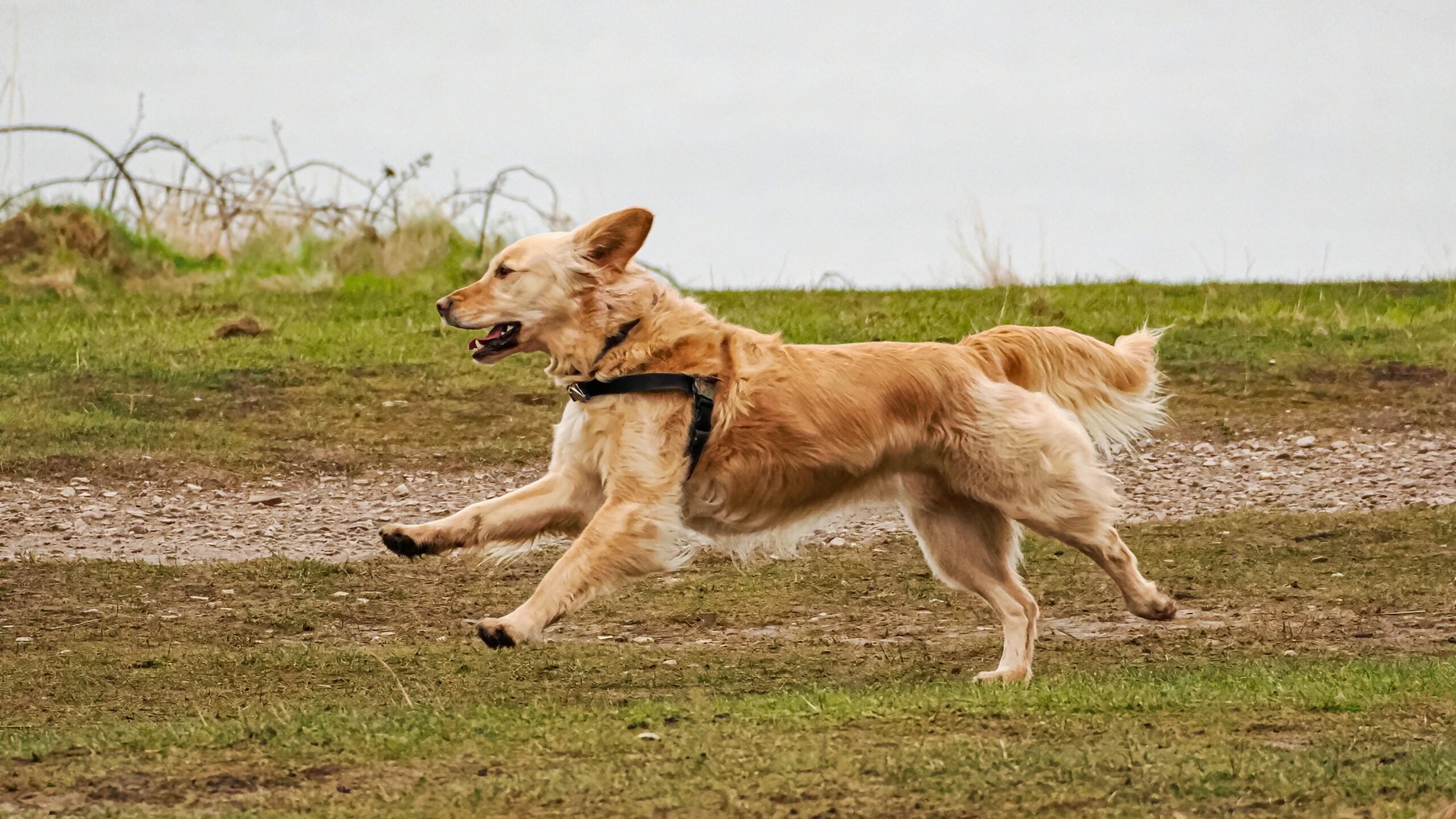 happy dog running through wide open Texas grassy field