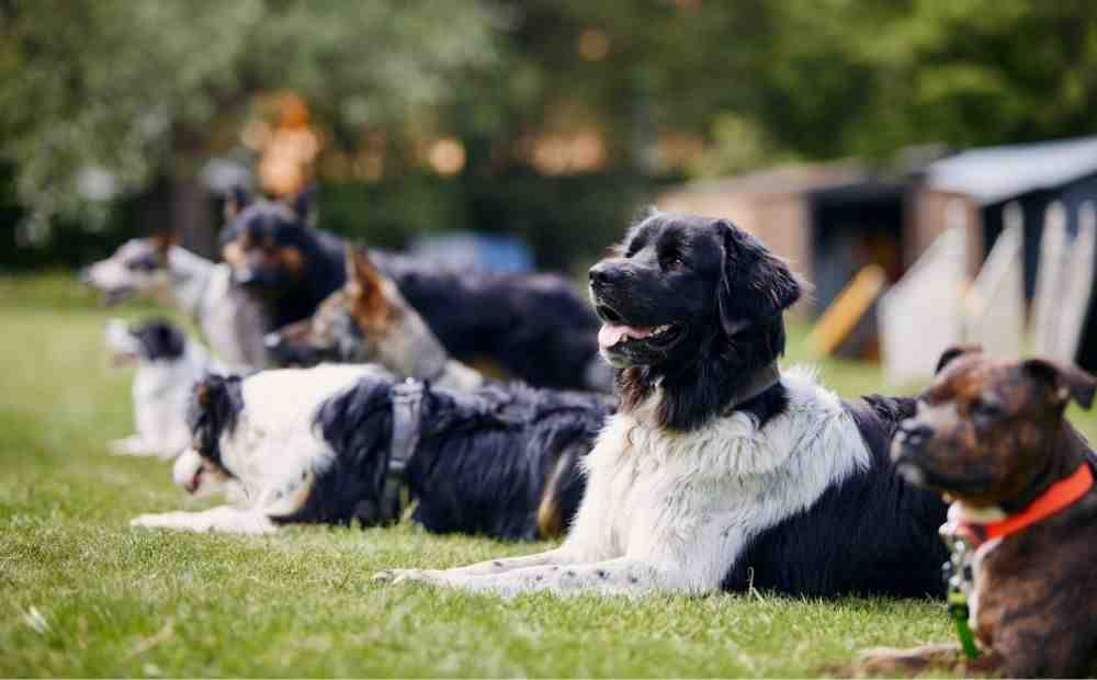 doggy daycare and training near me