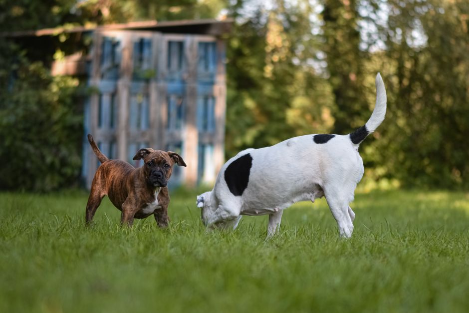 happy dogs playing on a spacious grassy ranch field in Texas
