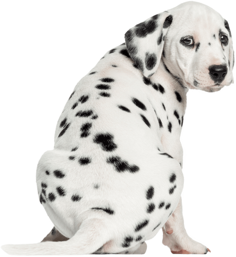 home-1-timer-dog